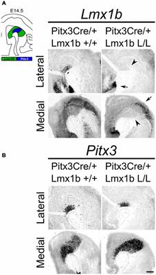 Lmx1b Influences Correct Post-mitotic Coding of Mesodiencephalic Dopaminergic Neurons